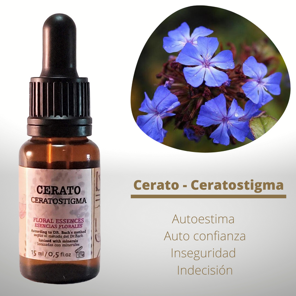 Esencia floral de Cerato (Ceratostigma)