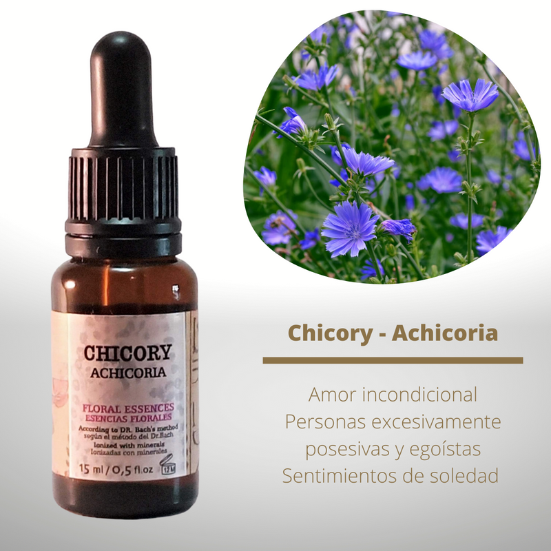 Esencia floral de Chicory (Achicoria)