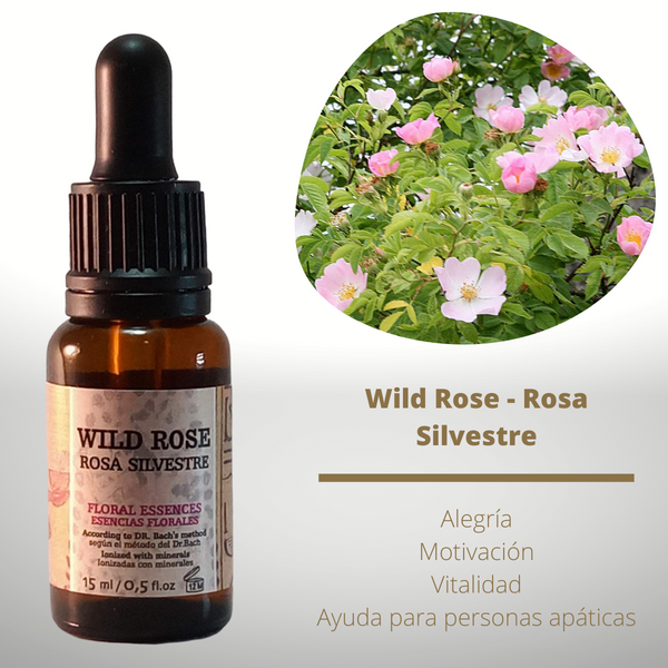 Esencia floral de Wild Rose (Rosa Silvestre)